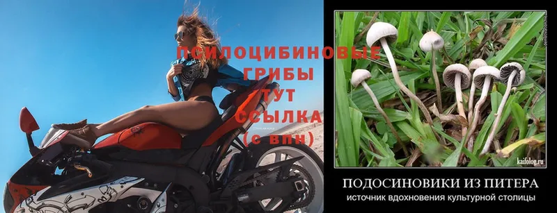 Псилоцибиновые грибы Psilocybe Дорогобуж